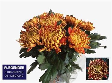 Chrysant Unifleur Fuego