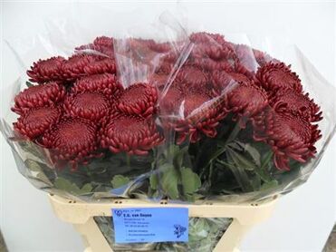 Chrysant Blooms Bigoudi Red