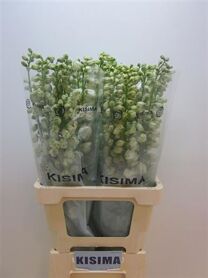 Delphinium Double Guard White