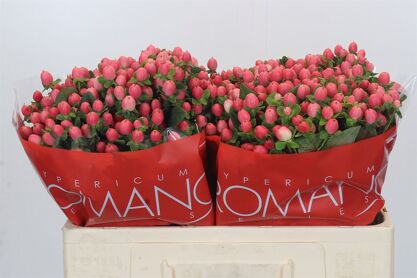 Hyp Sweet Romance