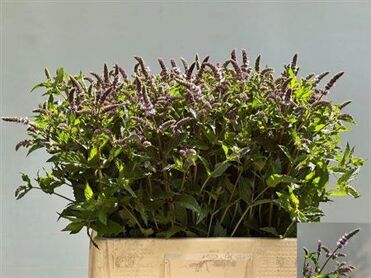 Mentha Tigra