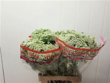 Ammi Visnaga Casablanca