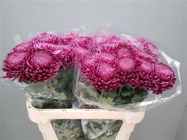 Chr G Bigoudi Purple