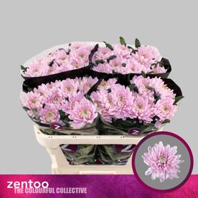 Chrysant Blooms Rossano
