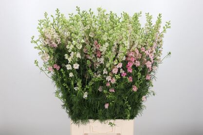 Larkspur Rose