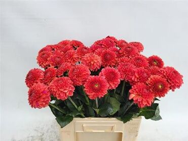 Dahlia Ball Orange Fox