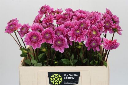Dahlia Sandra