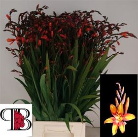 Crocosmia Emily McKenzie
