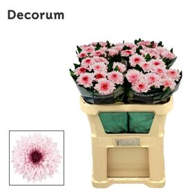 Chrysant Blooms Pip Pretty
