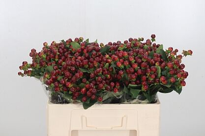 Hypericum Magical Cherry