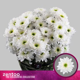Chrysant Commander