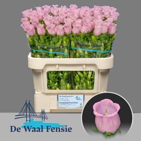 Campanula Pearl Pink