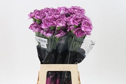 Carnation Royal Damascus