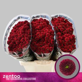 Chrysant Santini Purpetta Rouge