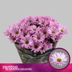 Chrysant Katinka