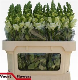 Snapdragon Potomac Ivory White