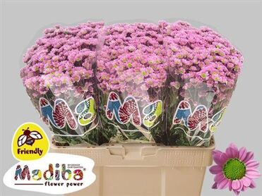 Chrysant Santini Tanga Rose