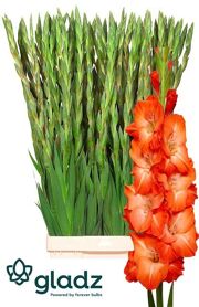 Gladiolus Stormy