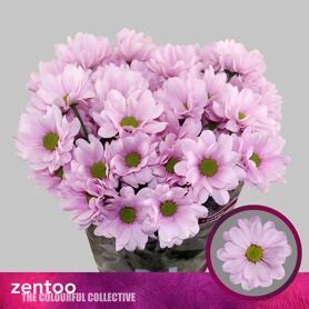 Chrysant Precious