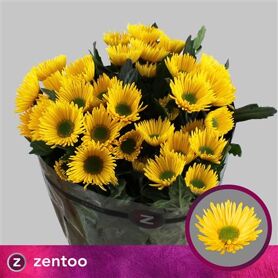 Chrysant Korona