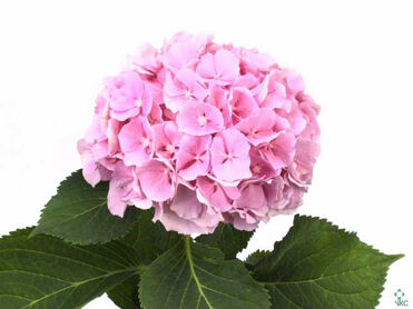 Hydrangea Verena Rose