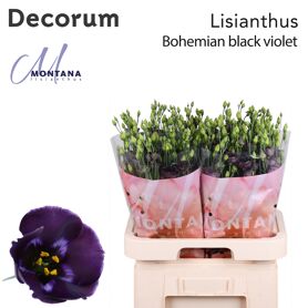Eustoma Simple Bohemian Black Violet