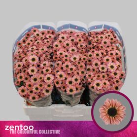 Chrysant Santini Yin Yang Smokey