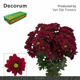Chrysant Mexicano