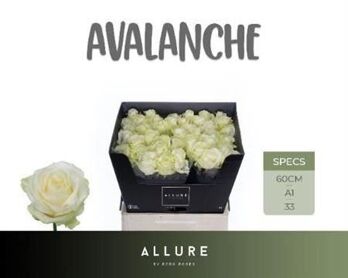 R Gr Avalanche+ Allure
