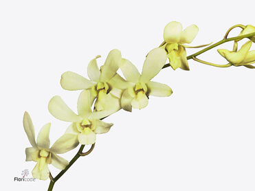 Dendrobium Big White