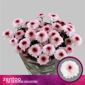 Chrysant Abbey Rose