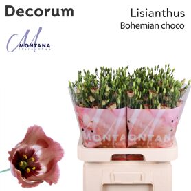 Eustoma Single Bohemian Choco