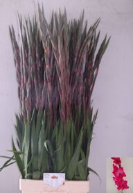 Gladiolus Fairytale Pink