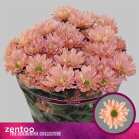 Chrysant Katinka Saumon