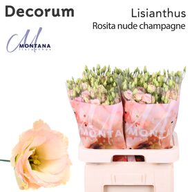 Eustoma Double Rosita Champagne