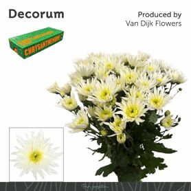 Chr T Delian White