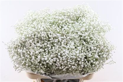 Gypsophila Cosmic