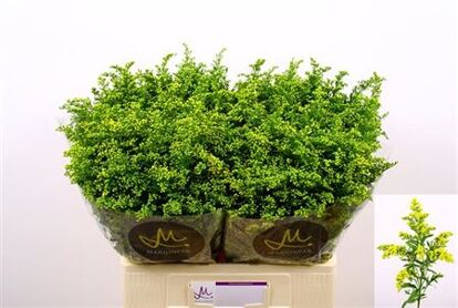 Solidago Carzan Glory