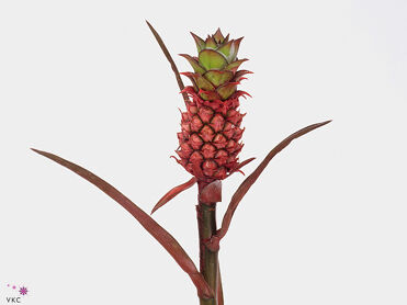 Ananas Perfetto Brazillie