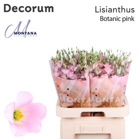 Eustoma Simple Botanic Rose