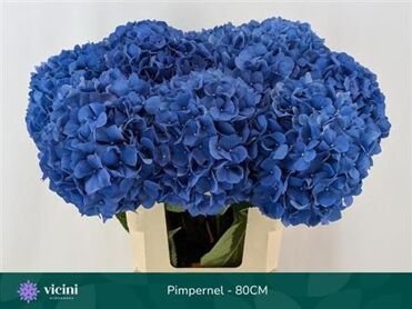 Hydrangea Pimpernell