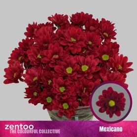Chrysant Mexicano