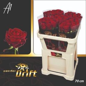 R Gr Red Naomi! Drift