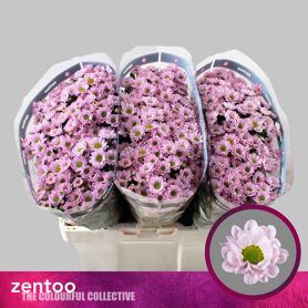 Chrysant Santini Rossi Pink