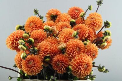 Dahlia Sylvia
