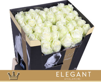 Rose Avalanche