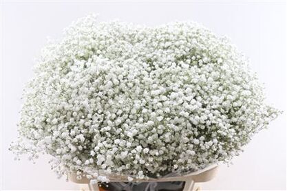 Gypsophila Cosmic