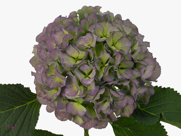 Hydrangea Verena Blue
