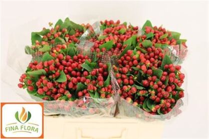 Hypericum Tomato Flair
