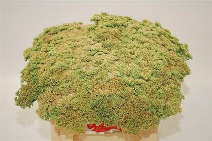 Sedum Spectabile